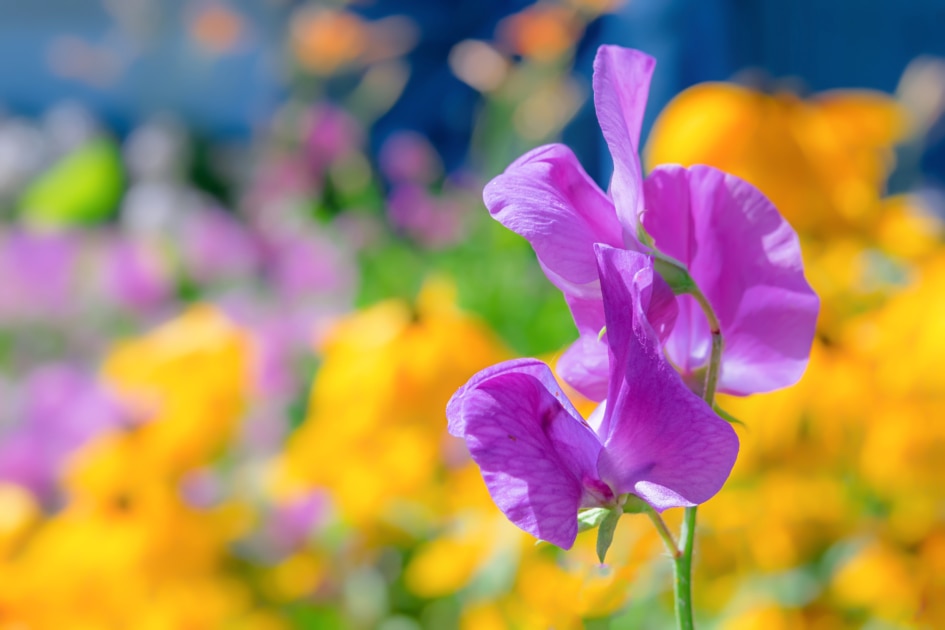 Purple sweet pea flower photographed with a specialty lens to get shallow depth of field and dreamy background.