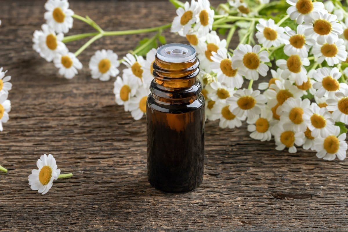 A bottle of tincture with fresh feverfew flowers, a daisy-like herbal insect repellent and bite remedy