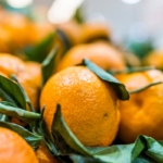 Closeup of orange satsuma mandarins with green leaves.