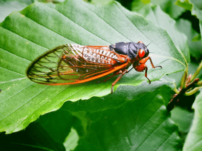 Get Ready: Cicada Invasion Coming Sooner Than Expected featured image