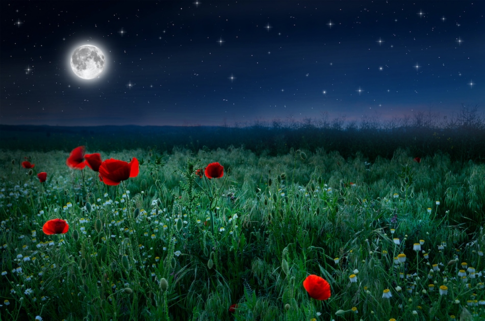 Beautiful poppy field in the night and full moon.