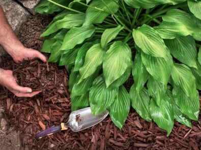 Layers of mulch around a plant.