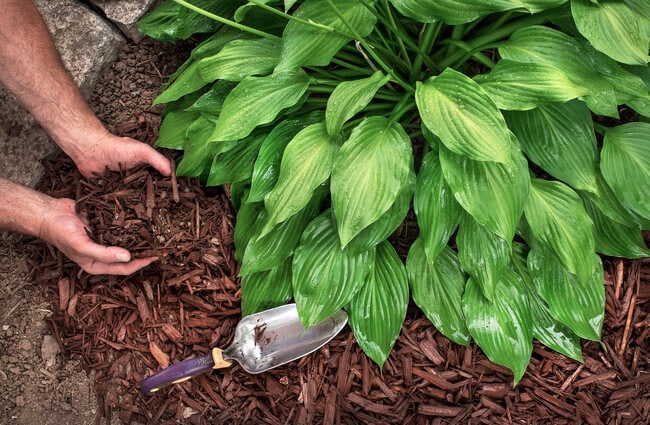 Layers of mulch around a plant.