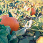 pumpkins in the pumpkin patch.