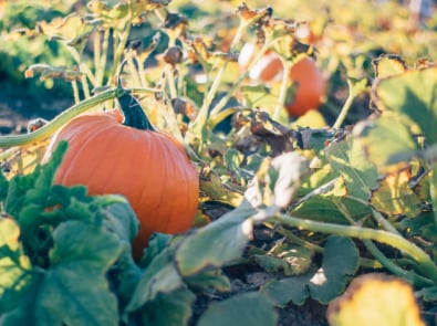 pumpkins in the pumpkin patch