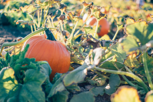 pumpkins in the pumpkin patch.