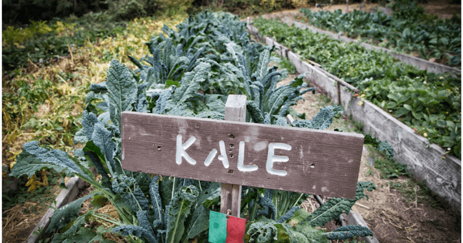 Kale in the garden ready for harvest.
