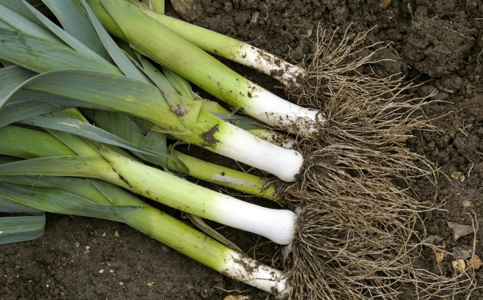 Freshly harvested leeks, allium ampeloprasum in a vegetable garden.