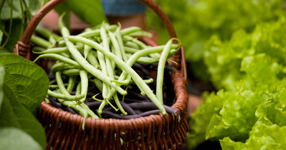 Garden fresh string beans harvested in a basket.