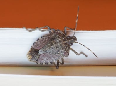 Got Stink Bugs? Here’s How To Get Rid of Them featured image