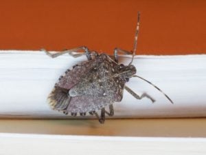 Got Stink Bugs? Here's How To Get Rid of Them - Farmers' Almanac - Plan  Your Day. Grow Your Life.