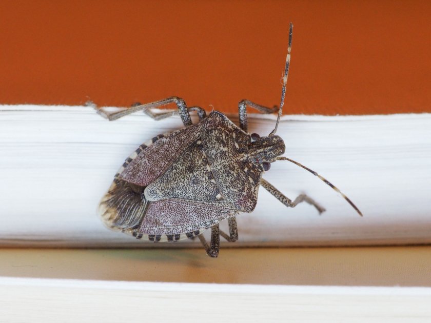Brown marmorated stink bug insect animal.
