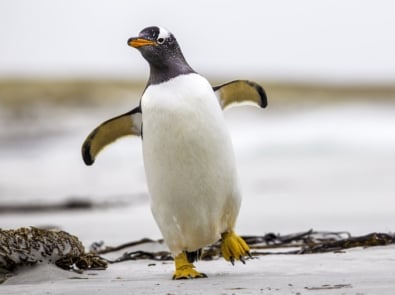 Gentoo Penguin (Pygoscelis papua) walking with wings spread. Falkland Islands.