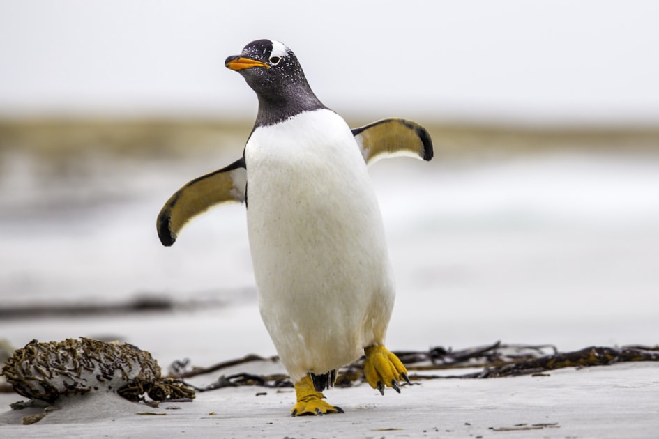 Gentoo Penguin (Pygoscelis papua) walking with wings spread. Falkland Islands.