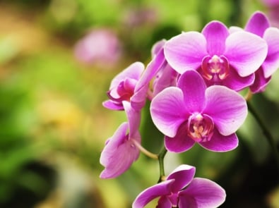Orchid Care for Everyone! featured image