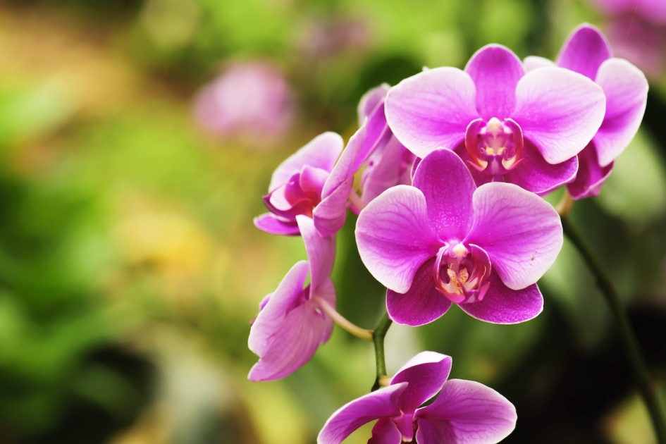 Beautiful orchid flower blooming at rainy season.