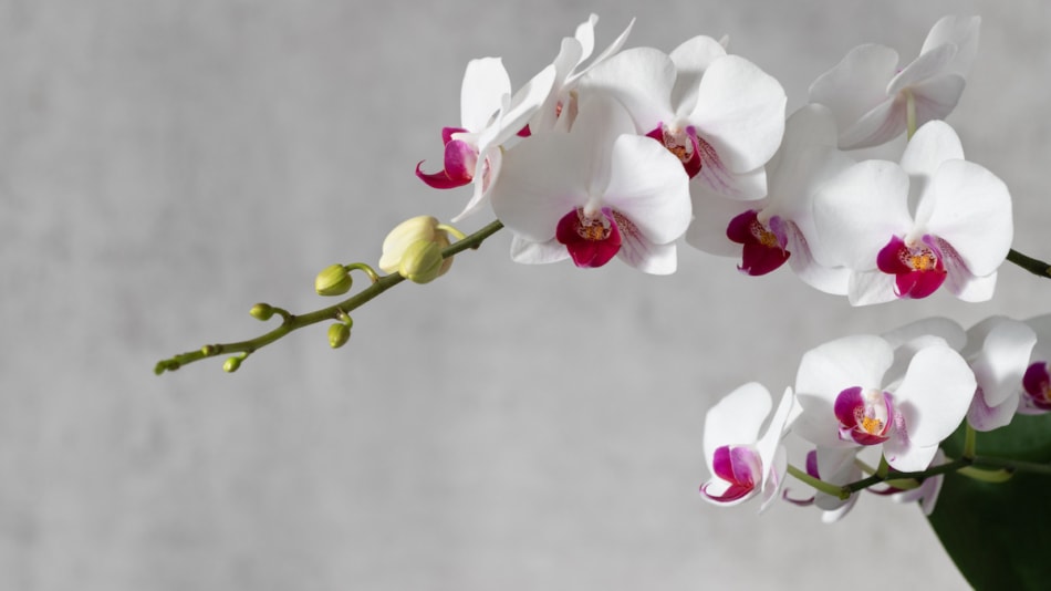 A flowering multi-flowered white orchid with deep purple red lip of the genus Phalaenopsis. Flowers and buds. On a grey blurred background with copy space.