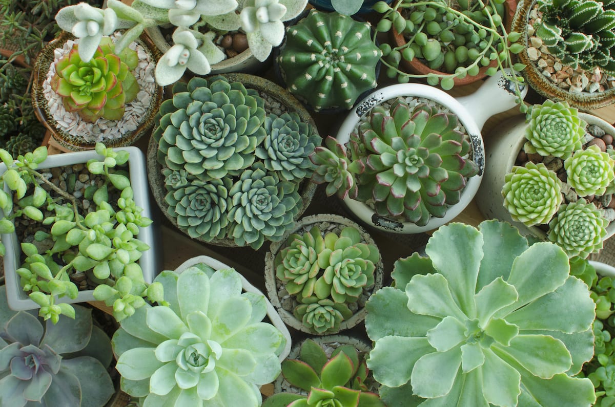 Planting Succulents with the Soil and Containers