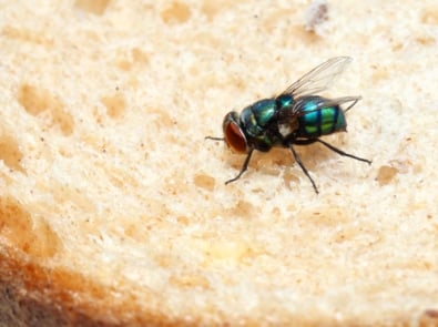 Natural Fly Repellents You Can Make In Your Kitchen featured image