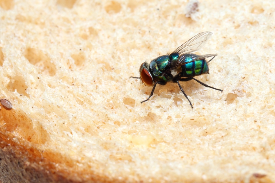 A fly on a piece of bread.