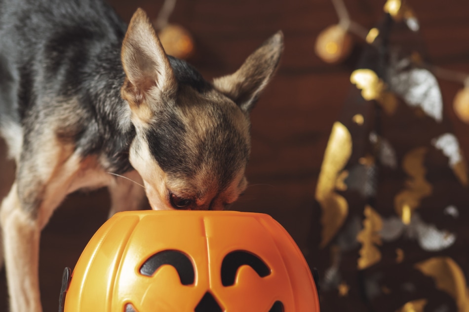 Halloween Dog, puppy eats feed from a pumpkin candy bowl,pet food,veterinary clinics,concept of holiday discounts