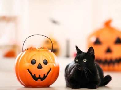 Black cat with candies in halloween bucket