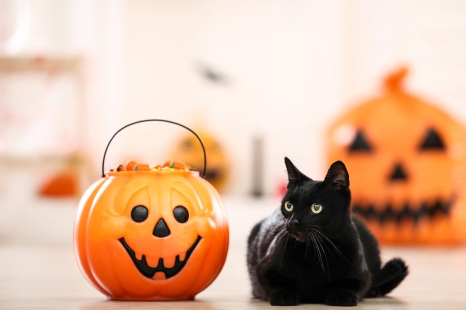 Black cat with candies in halloween bucket