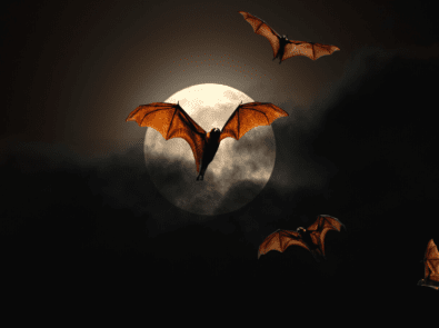 10 Fascinating Facts About Bats featured image