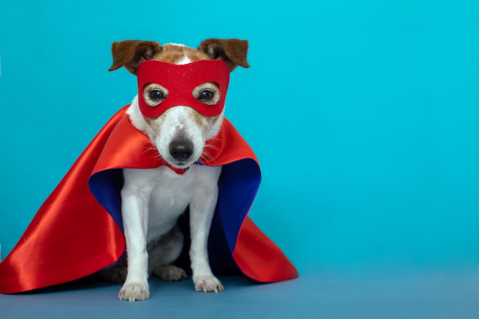 Dog super hero costume. little jack russell wearing a red mask for carnival party isolated blue background.