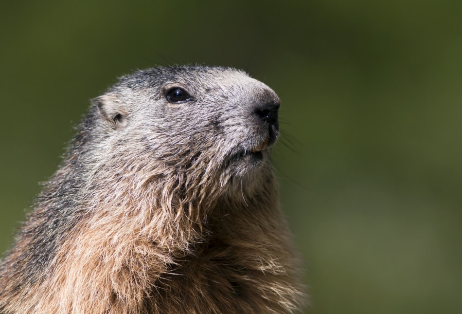 Closeup shot of a groundhog