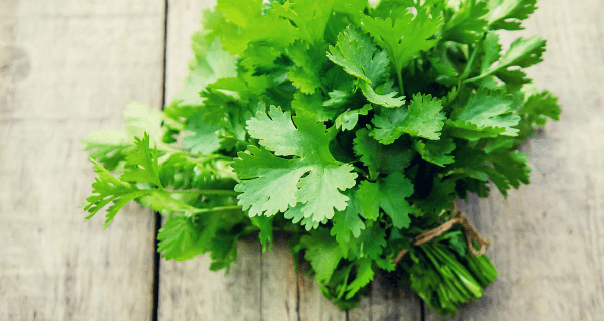 Coriander - Parsley