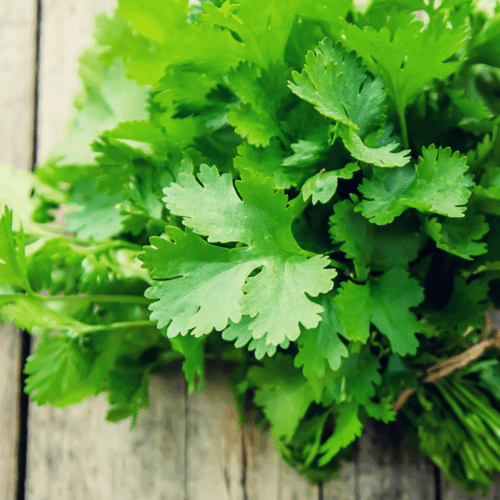 Coriander - Parsley