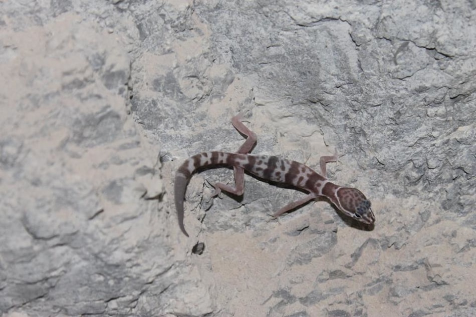 Reptiles - Gecko