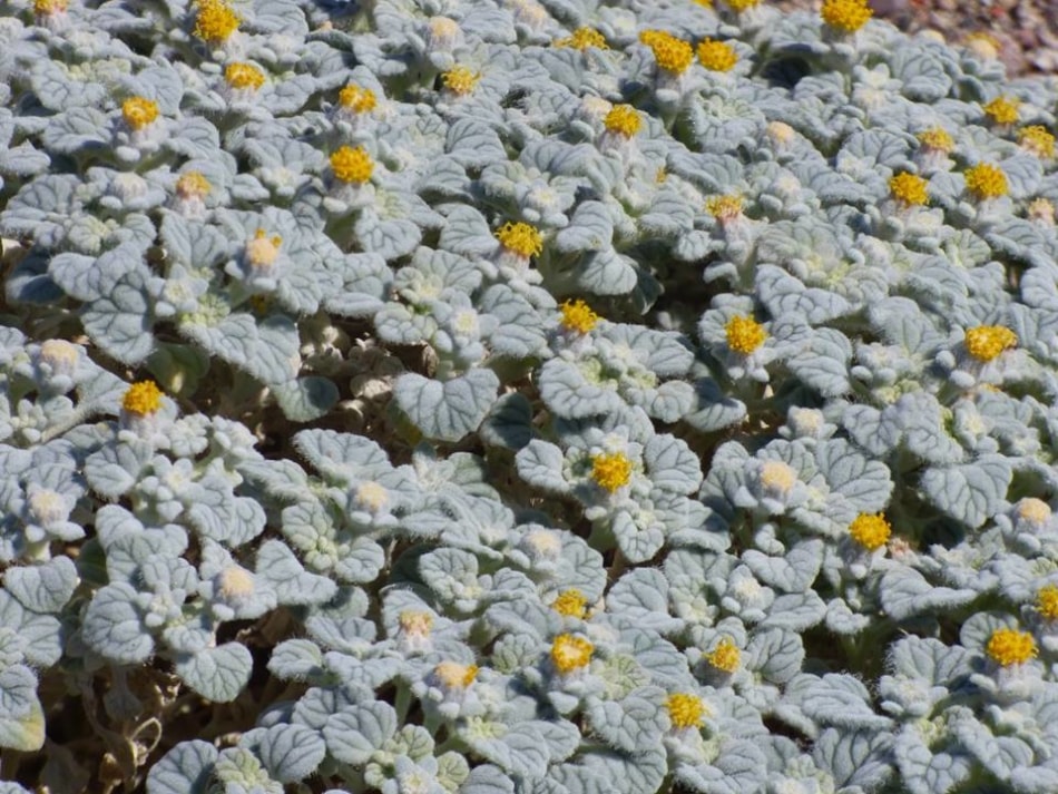 Costmary - Groundcover