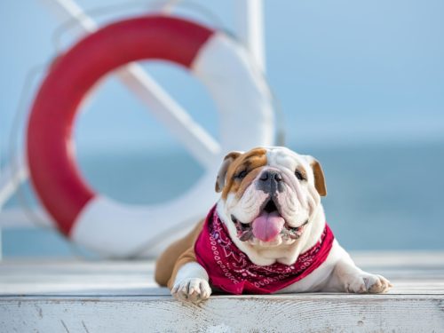 A bulldog with a life raft behind him.
