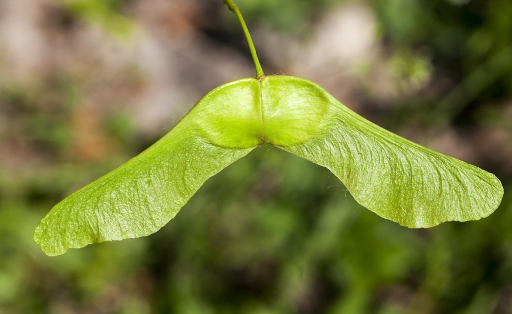 photographed close-up of unripe green maple seeds that are on the tree. Small depth of field