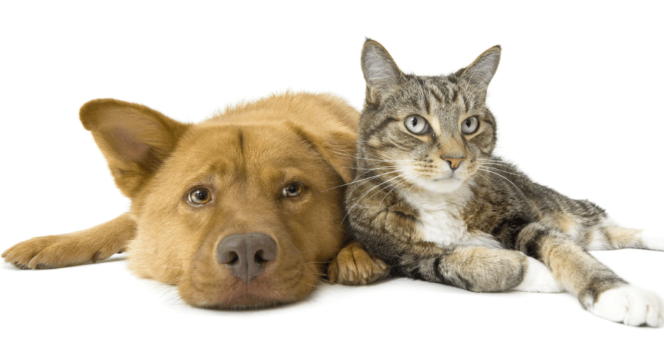cat and dog together on white background