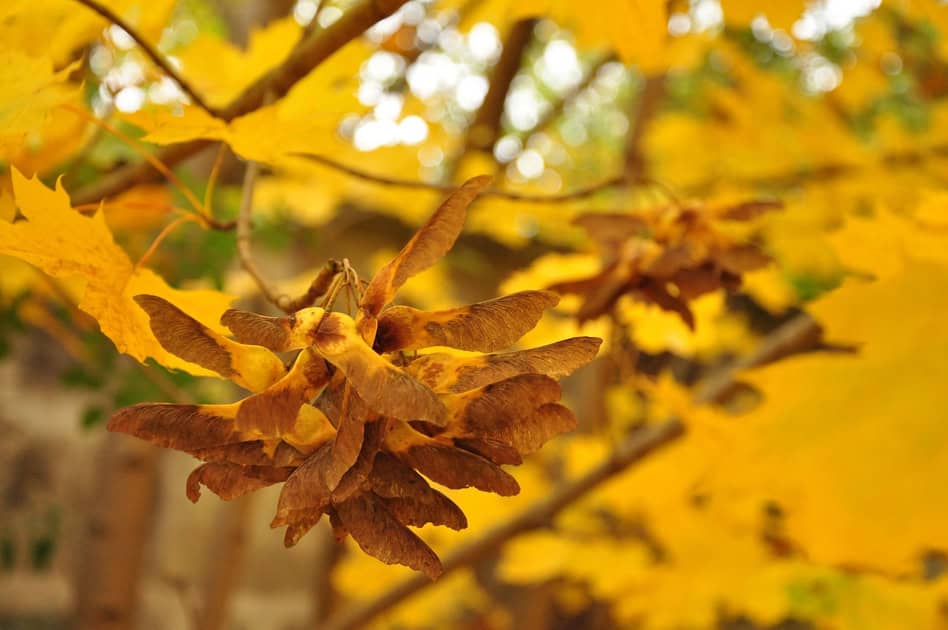 Close-up of maple tree seeds and yellow autumn leaves.