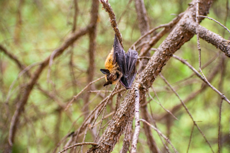 Little Brown Myotis on tree.