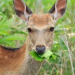 deer eating leaves