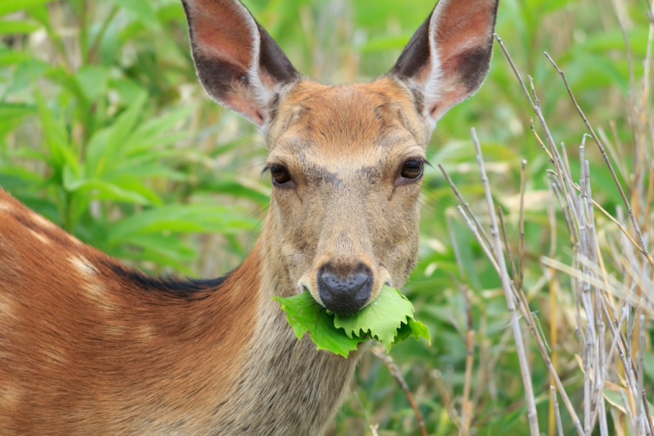 deer eating leaves