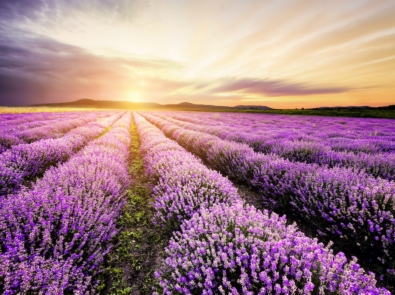 The Healing Powers of Lavender featured image