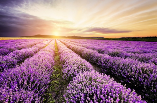Sunrise over lavender field in Bulgaria