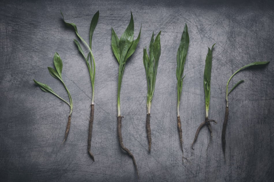 Fresh salsify plants composition on rustic scratchy background