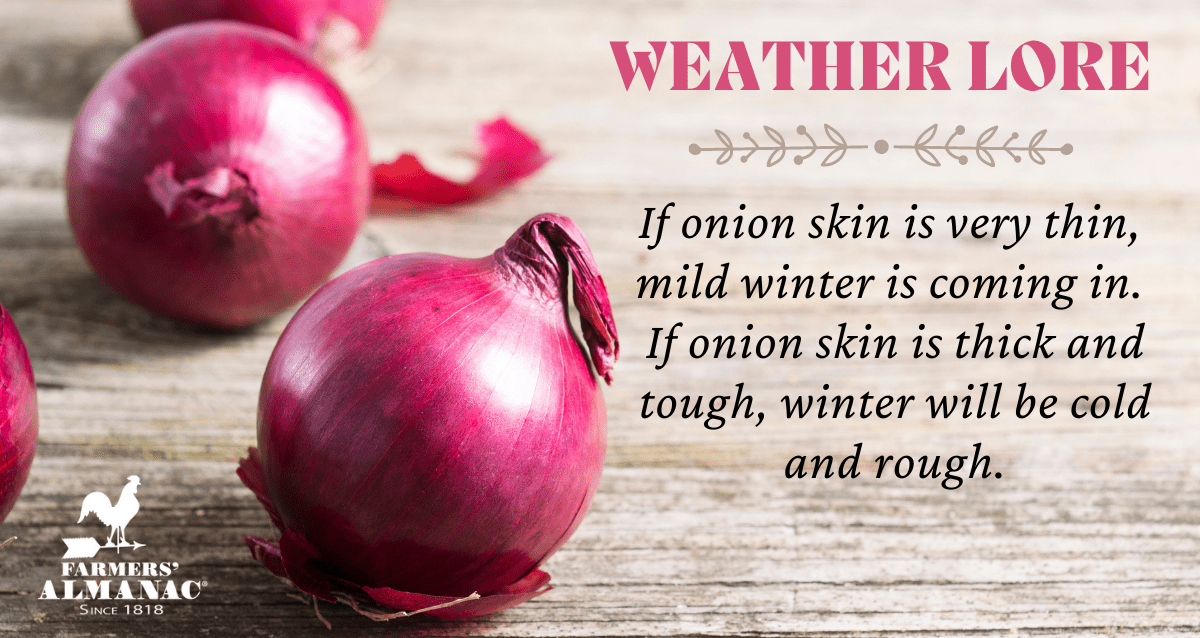 Winter Weather Lore: If onion skin is very thin, mild winter is coming in. If onion skin is thick and tough, winter will be cold and rough.image preview