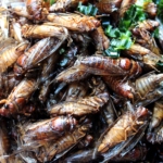 Fried Cicadas with herb placed on the stall for sale