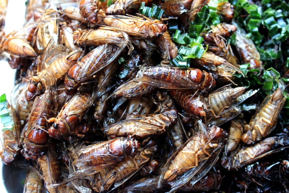 Fried Cicadas with herb placed on the stall for sale