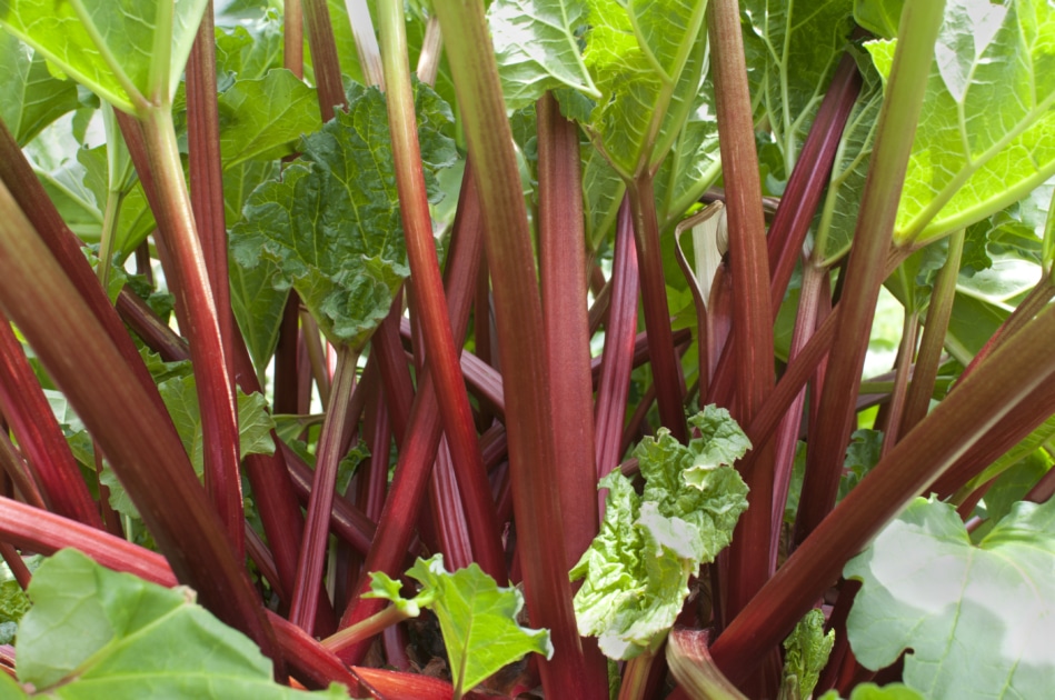 Tips For Growing and Harvesting Rhubarb Farmers' Almanac Plan Your