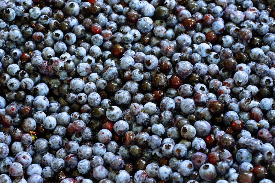 Box of fresh wild Maine blueberries.