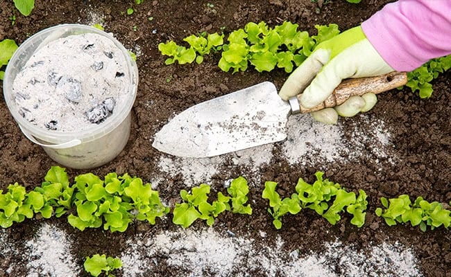 Natural fertilizers for gardening represented by wood ash.